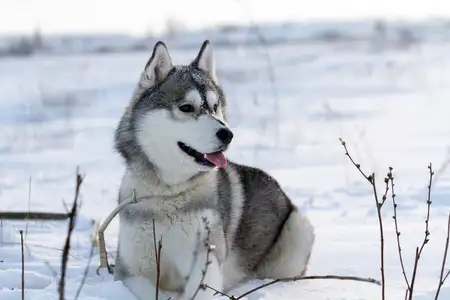 哈士奇犬(哈士奇犬,5周龄,雄性,购回4天)