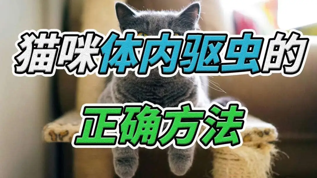 猫咪体内驱虫怎么用(猫咪体内驱虫用什么药)