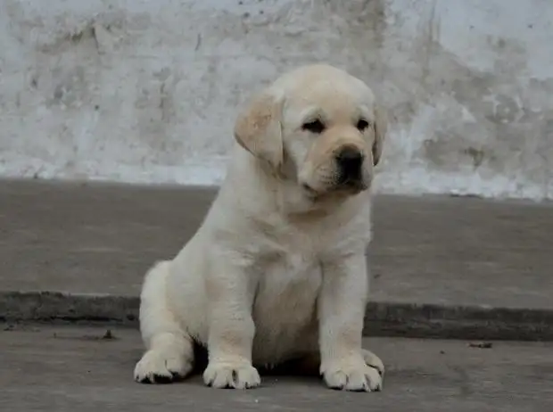 养一只拉布拉多犬一个月要多少钱(养一只拉布拉多幼犬一个月要多少钱)