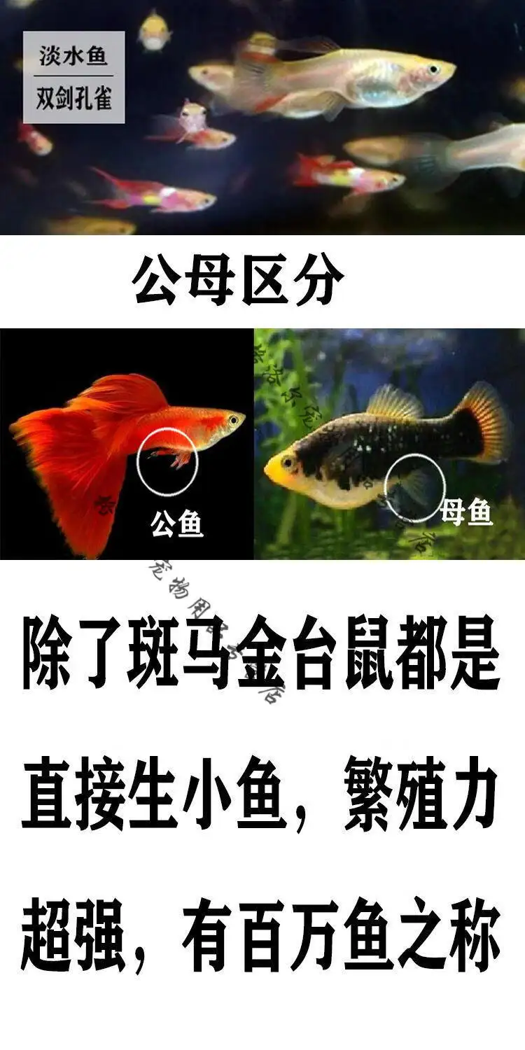 孔雀鱼一对能繁殖吗(孔雀鱼可以多条一起生产吗)