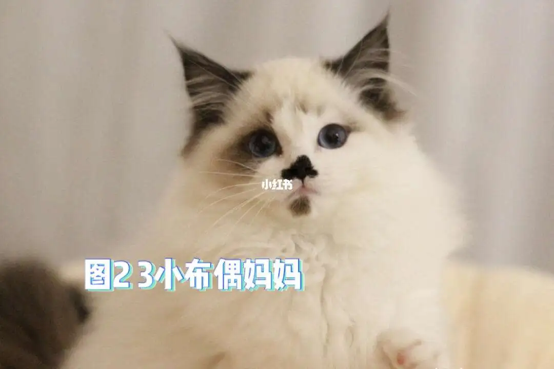 美短布偶猫(美短布偶哪个好养)