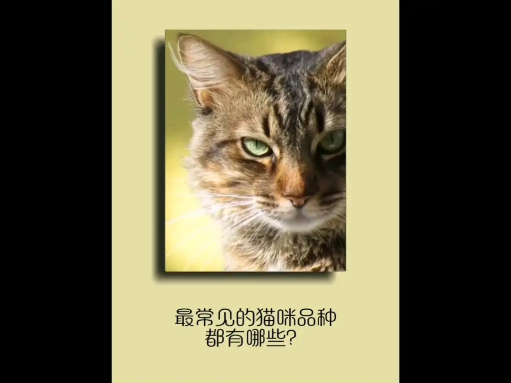 怎么识别猫咪品种(怎么识别猫咪品种软件是什么)