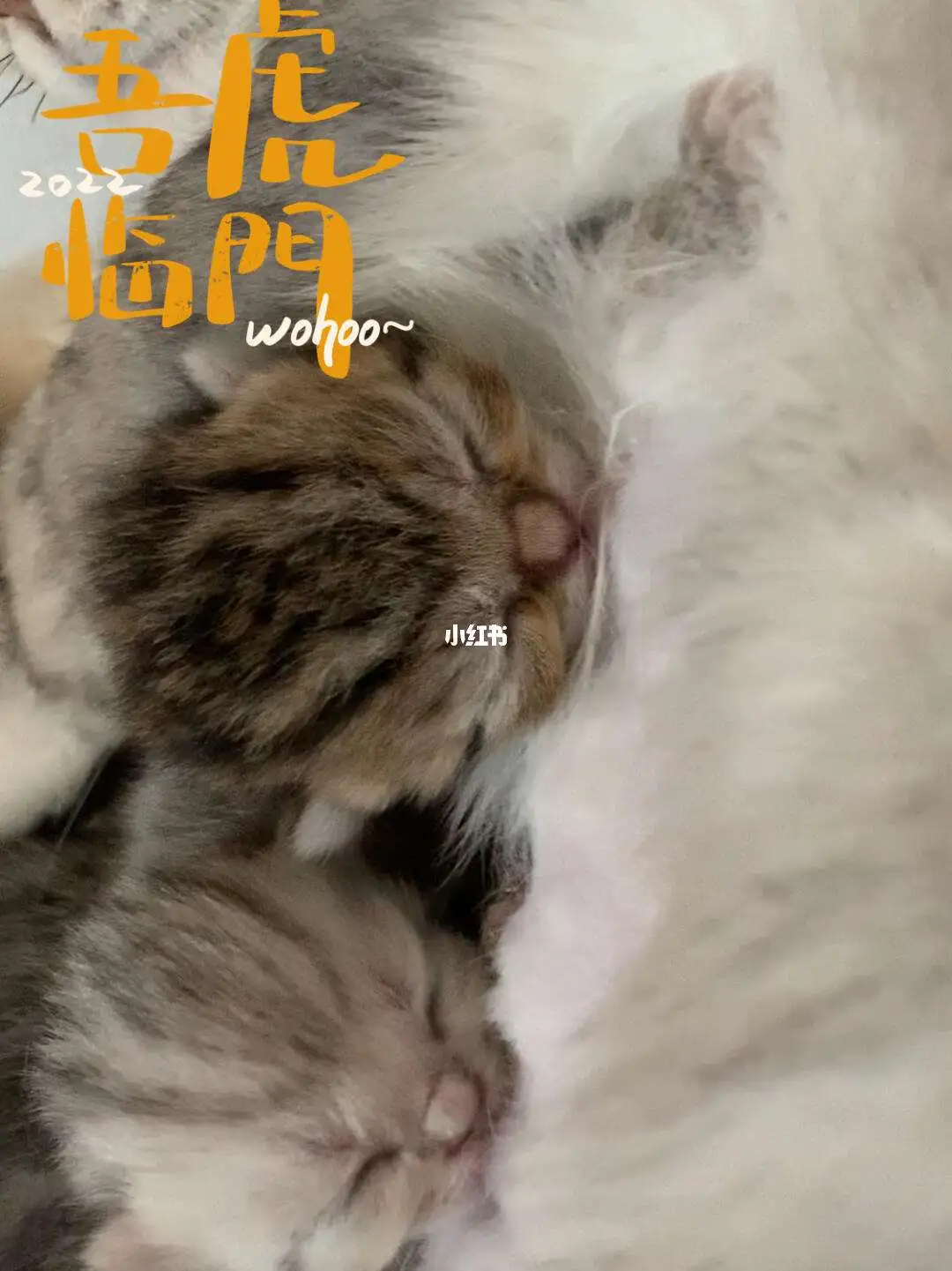 猫猫喜欢什么声音(猫最喜欢什么声音?)