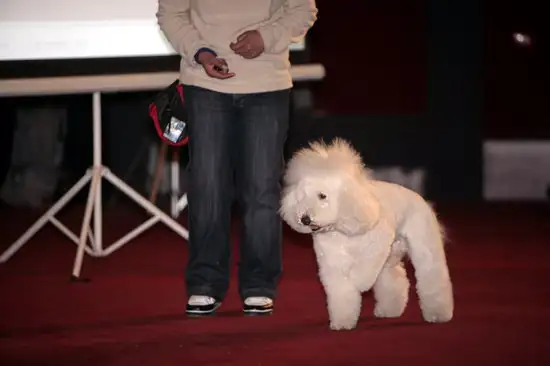 狗怀孕几个月出生小狗(狗怀孕多少个月左右会生出小狗)