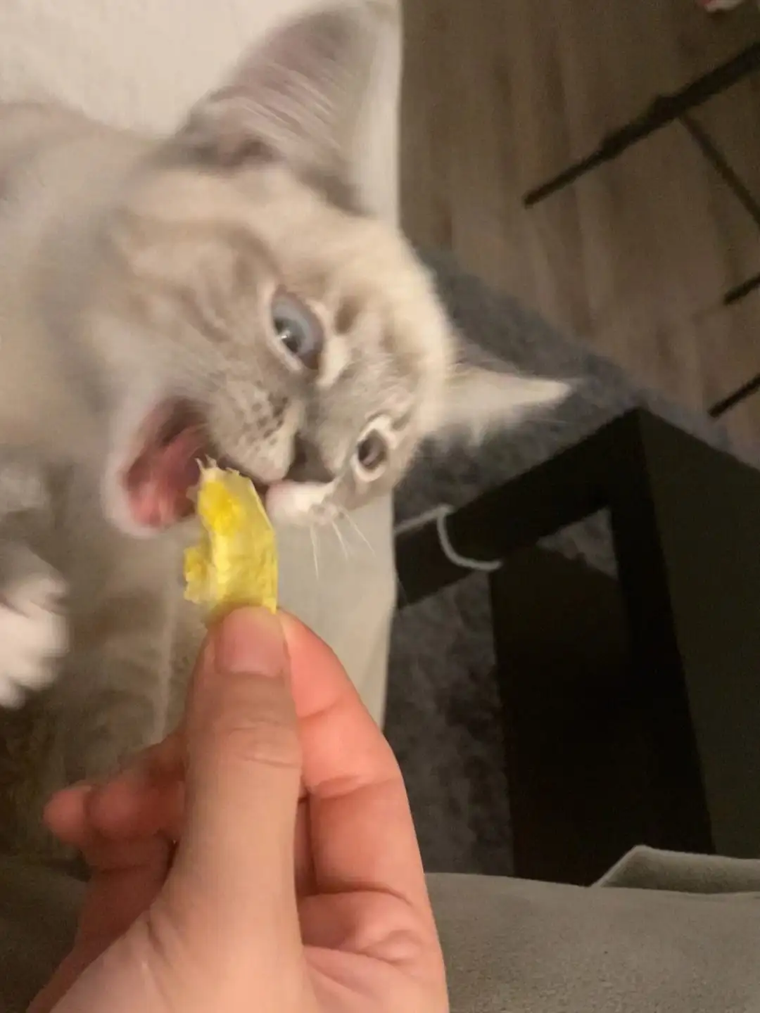 除猫味最好的办法(去猫味最有效的方法)