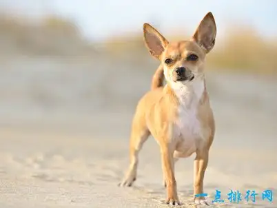 小型犬平均寿命(小型犬的平均寿命)