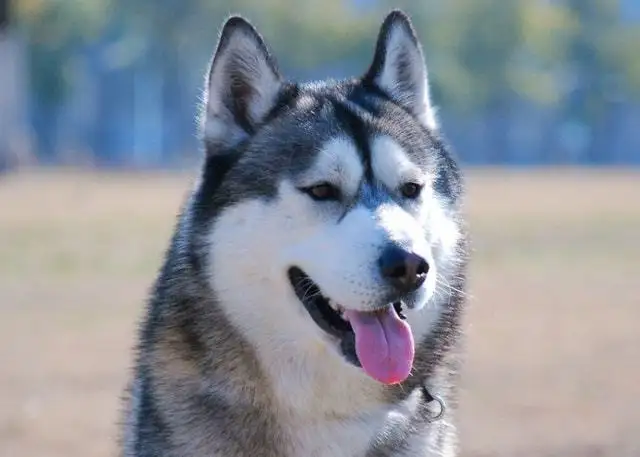 哈士奇犬好养(哈士奇好养吗聪明吗)