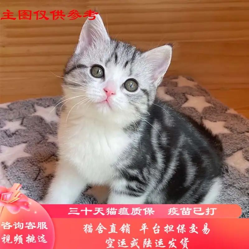 美国短毛猫猫舍(美国短毛猫多少钱?)