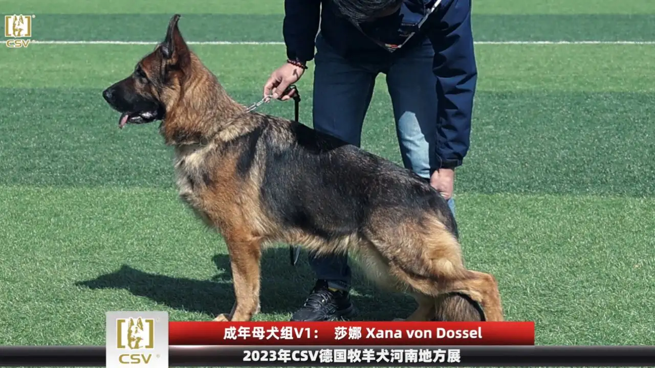 成年德国牧羊犬多少钱(成年德国牧羊犬多少钱一条)