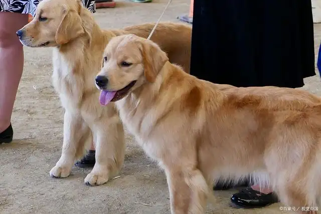 拉布拉多犬和金毛犬哪个比较好(拉布拉多犬与金毛犬哪个比较好?)