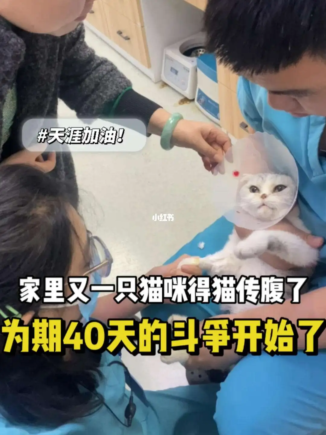 猫传腹真的可以治好吗(猫传腹治愈的标准是什么)