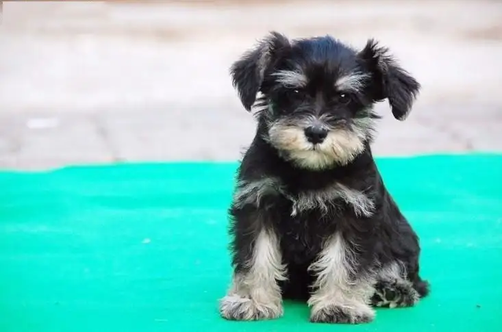 宠物犬雪纳瑞的价格(雪纳瑞狗狗一般多少钱一只)