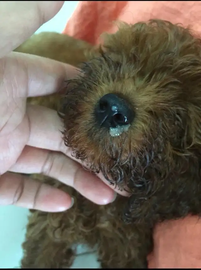 狗狗犬瘟临死前的征兆(狗狗犬瘟死前几个小时征兆)