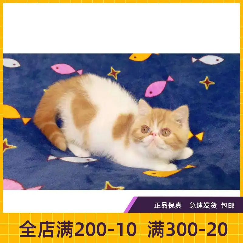 蓝色加菲猫价格(蓝色加菲猫价格多少钱一只)