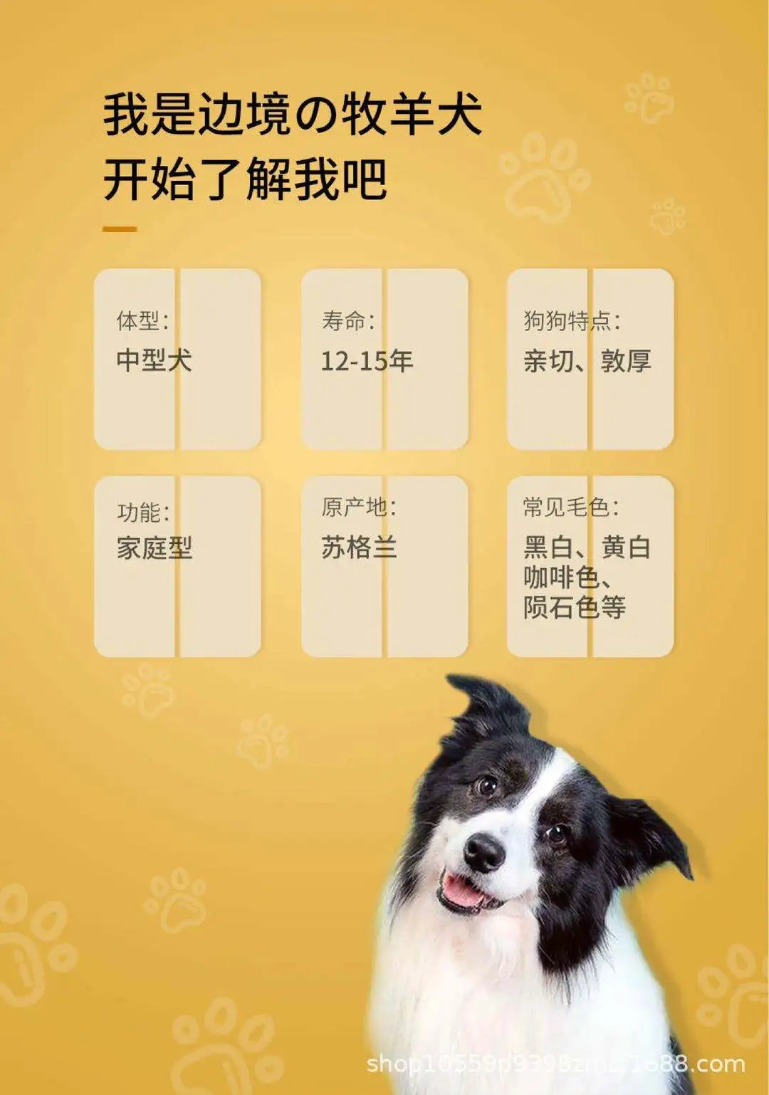 边境牧羊犬幼崽多少钱一只(边境牧羊犬幼崽多少钱一只图片)