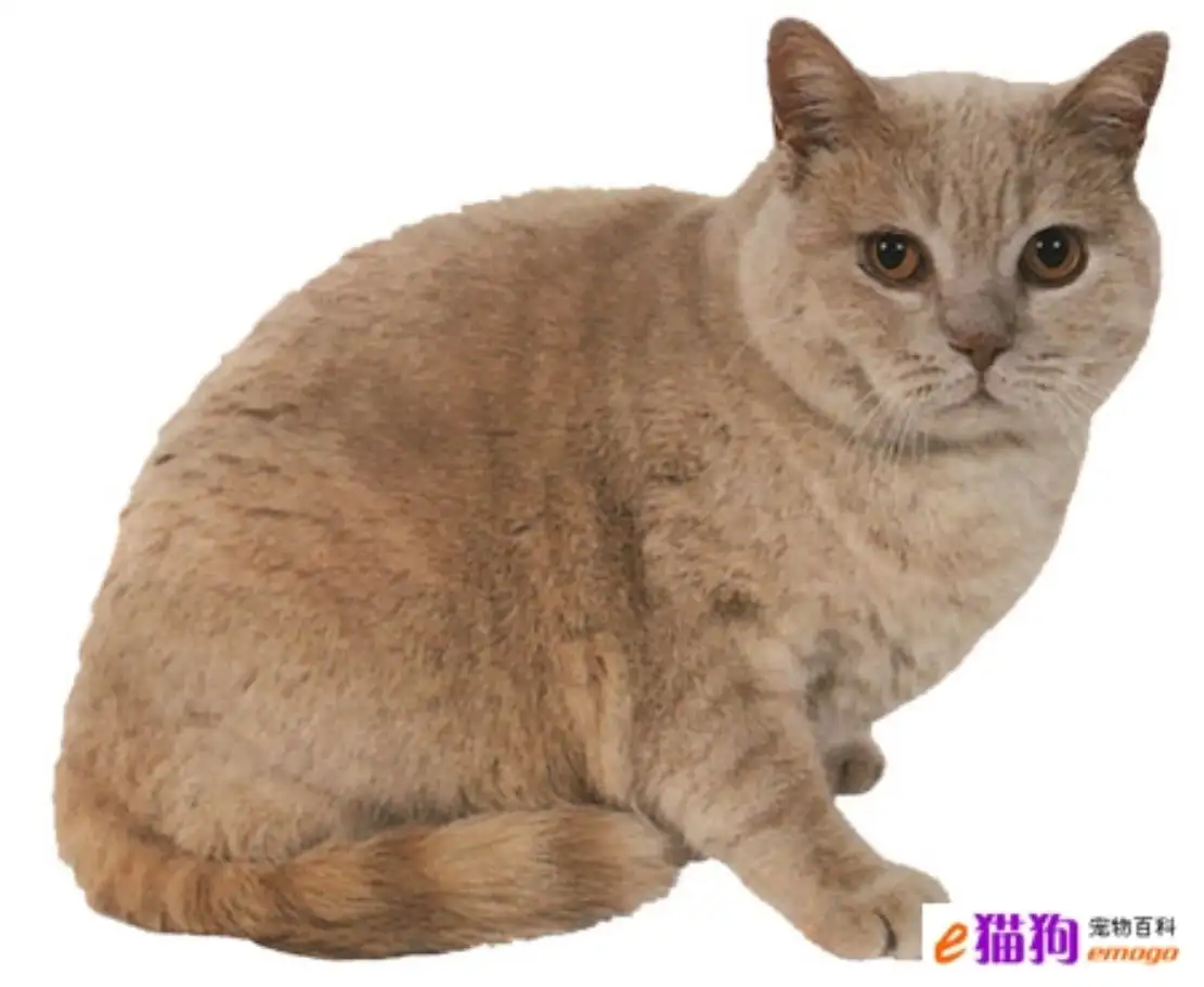 长不大的猫猫品种(长不大的猫猫种类及图片)