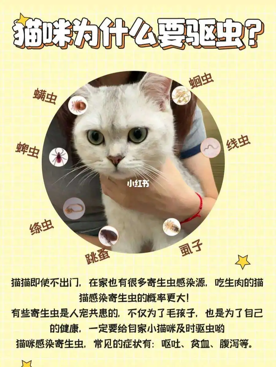 猫咪用什么体内驱虫好(猫咪用什么体内驱虫好呢)