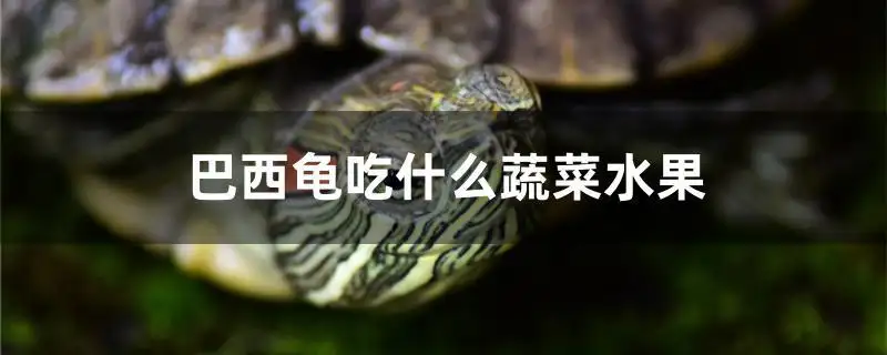 龟可以吃什么(小青龟可以吃什么)