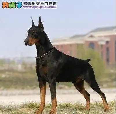 杜宾犬多少钱一只(德系杜宾犬多少钱一只)