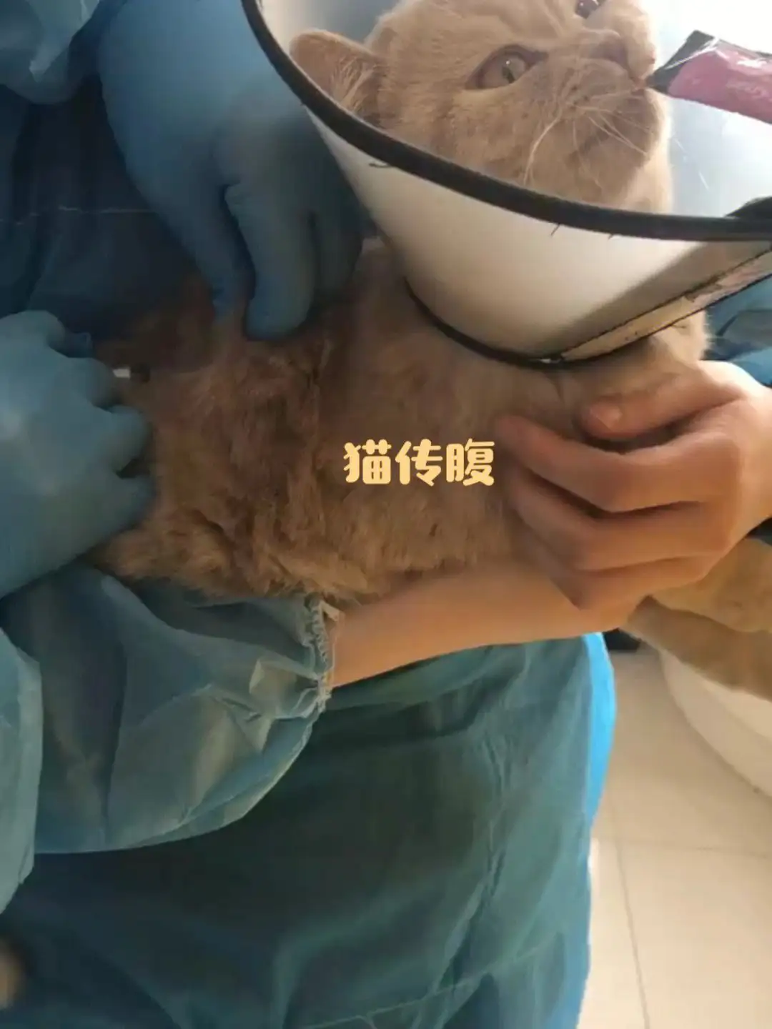 传腹猫呼吸急促(猫传腹呼吸急促吗)