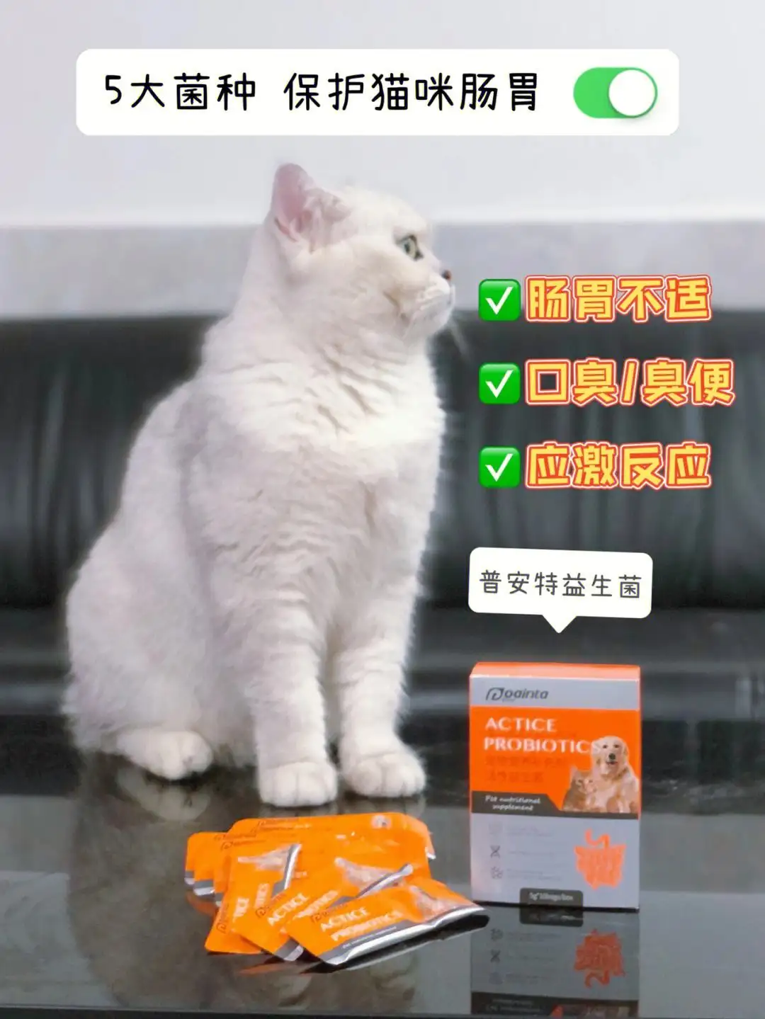 猫便秘吃益生菌(猫拉肚子吃益生菌有用吗)