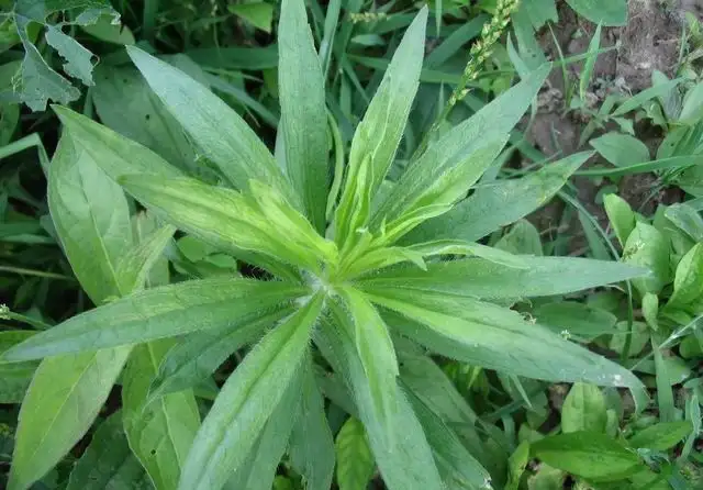 狼尾巴花的功效与作用(狼尾巴花的功效与作用 药用价值)