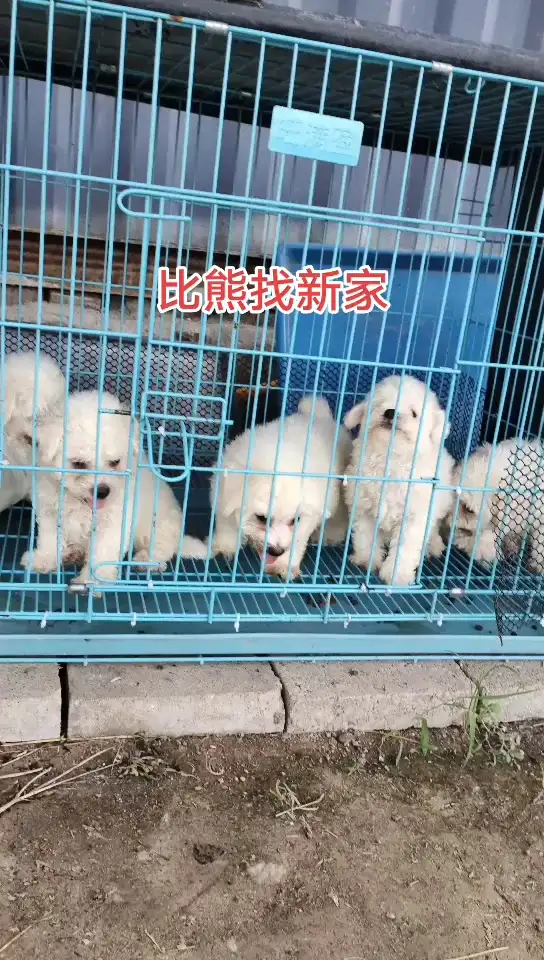 养比熊犬是公的好还是母的好(养小比熊犬公的好还是母的好?)