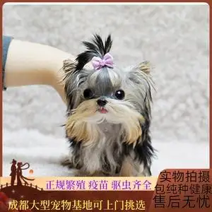 幼犬约克夏多少钱(约克夏犬一只多少钱)