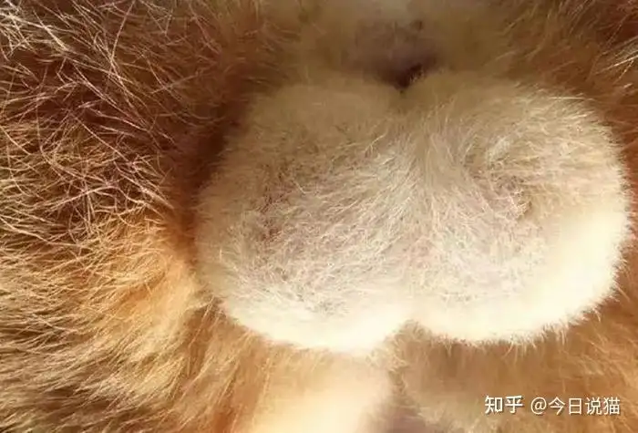 怎样分辨公猫和母猫图片(怎样分辨公猫和母猫 方法)