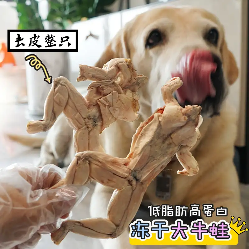 狗狗只吃狗粮好吗(狗狗吃狗粮好还是饭)