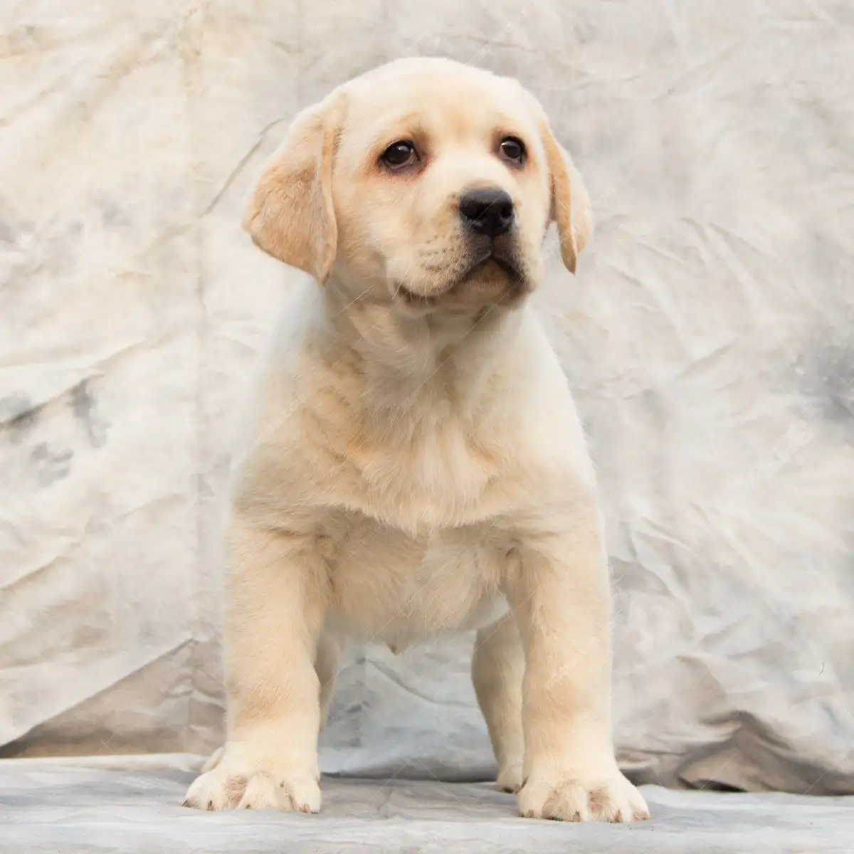 家养拉布拉多幼犬(拉布拉多犬家庭养好吗)