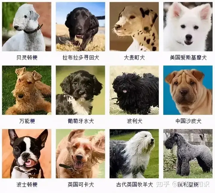 萨摩耶幼犬价格大概多少钱一只(萨摩耶幼犬价格大概多少钱一只啊)