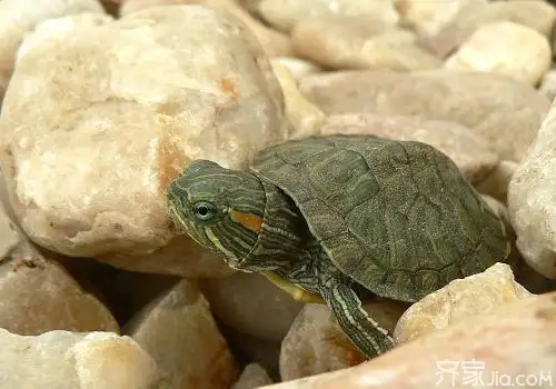 巴西龟可以长到多大(巴西龟可以长到多大岁数)