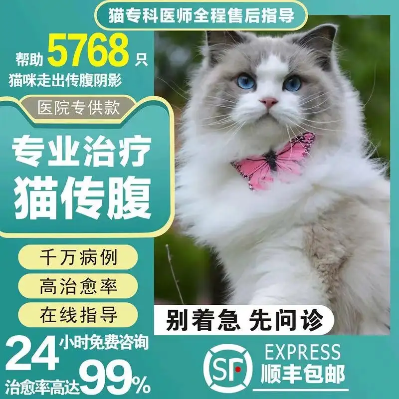 猫传腹病因和临床症状(猫传腹是什么病什么症状)