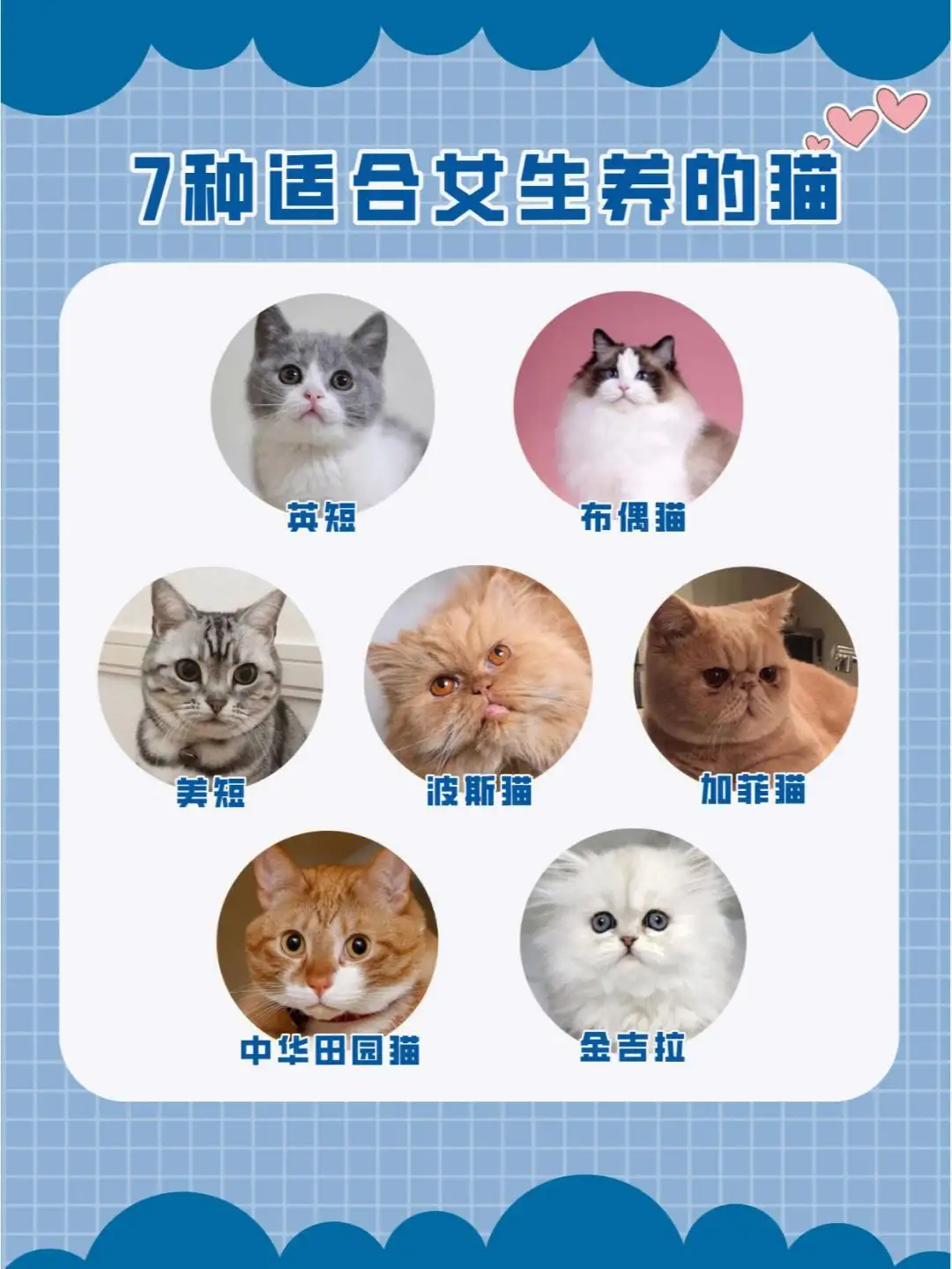 建议养猫的品种(建议养猫的品种是什么)