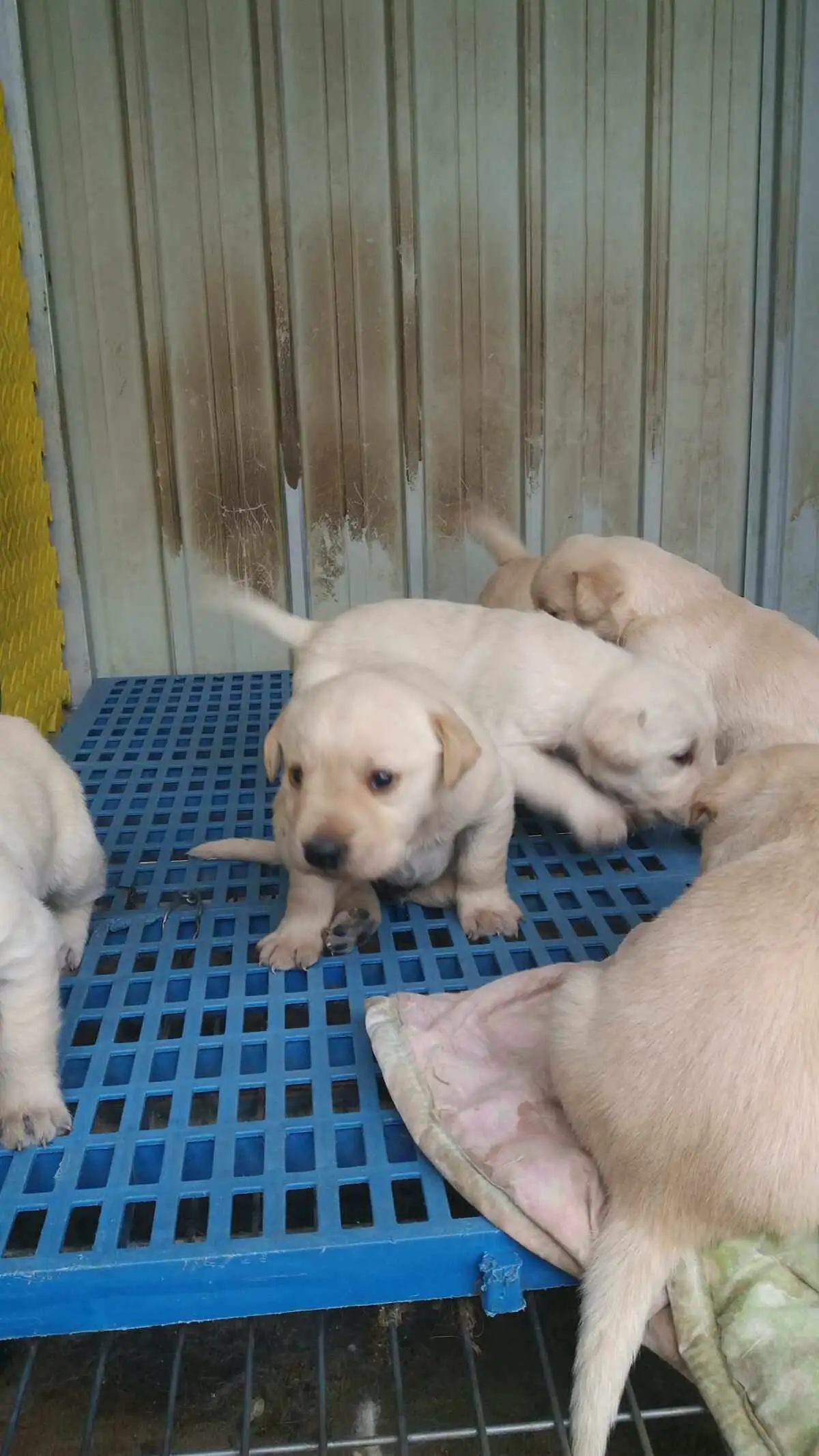 家养拉布拉多幼犬(拉布拉多犬家庭养好吗)