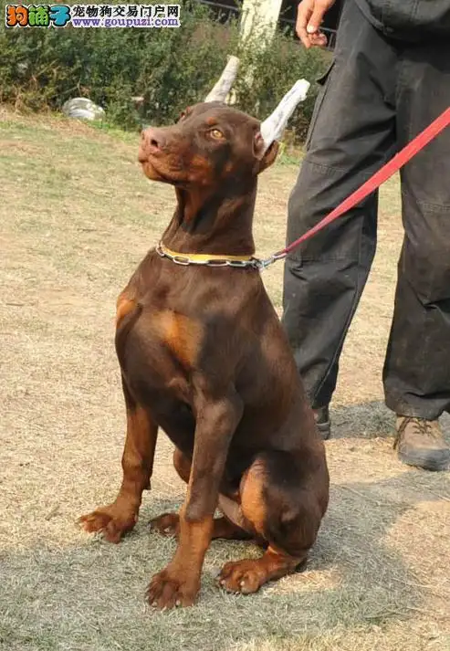 杜宾犬大犬多少钱(杜宾犬大犬多少钱一条)