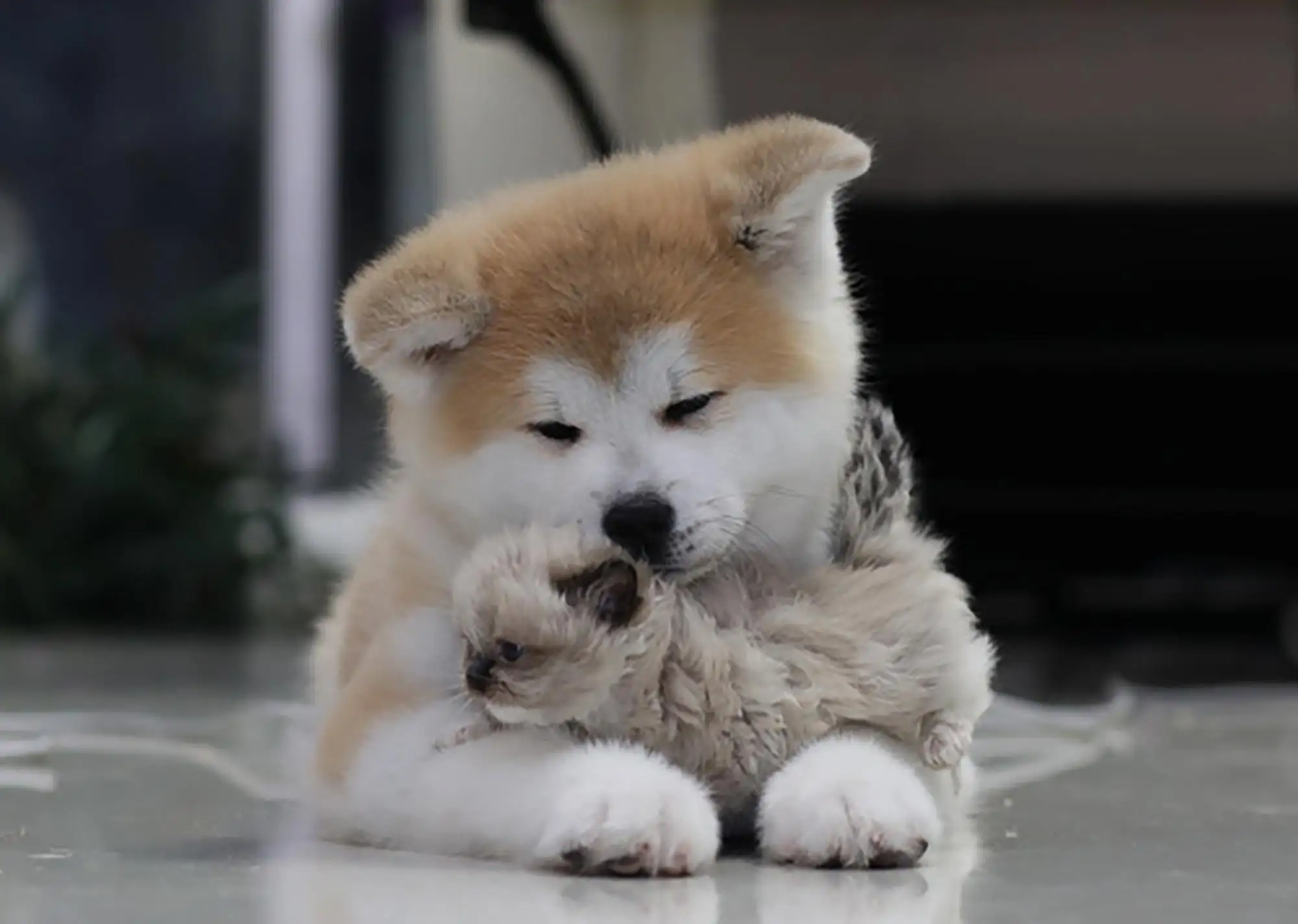 宁波可以养秋田犬吗(日本秋田犬一般多少钱一只)