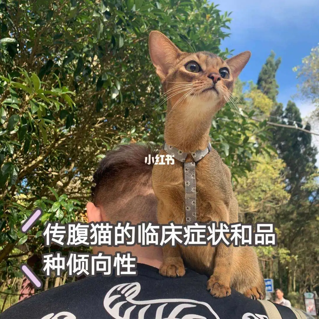 猫传腹病因和临床症状(猫传腹是什么病什么症状)