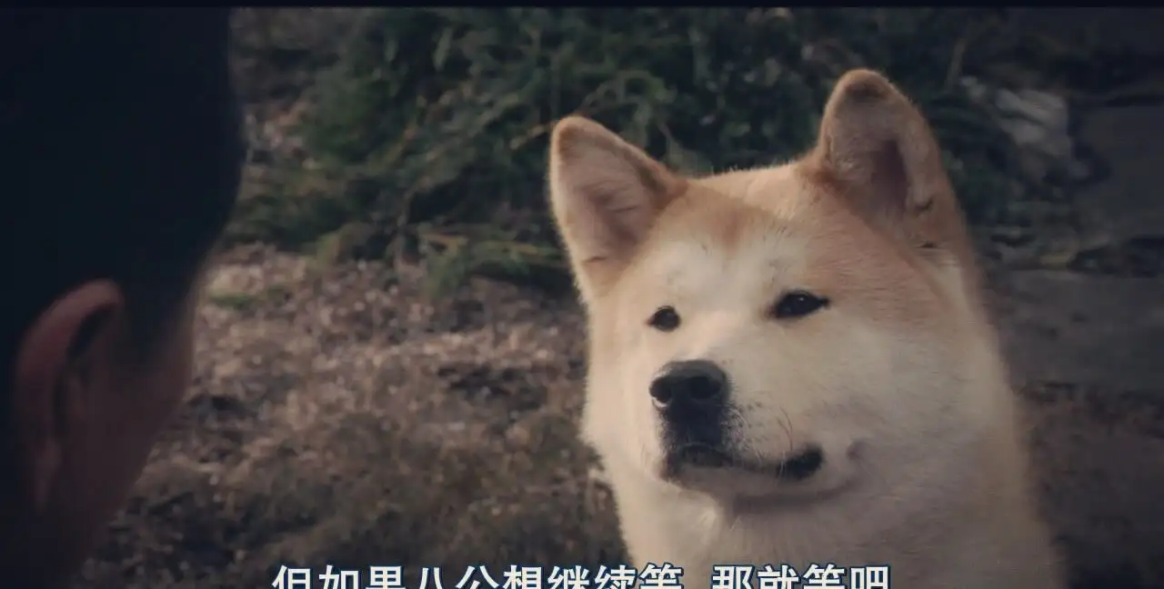 忠犬八公的演员表(忠犬八公演员表配图)