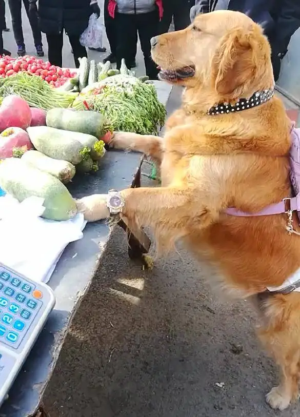 金毛犬能吃什么蔬菜(金毛犬能吃什么蔬菜好)