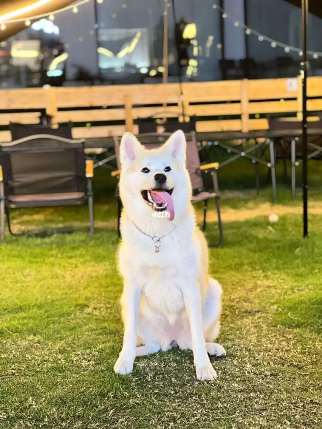 宁波可以养秋田犬吗(日本秋田犬一般多少钱一只)