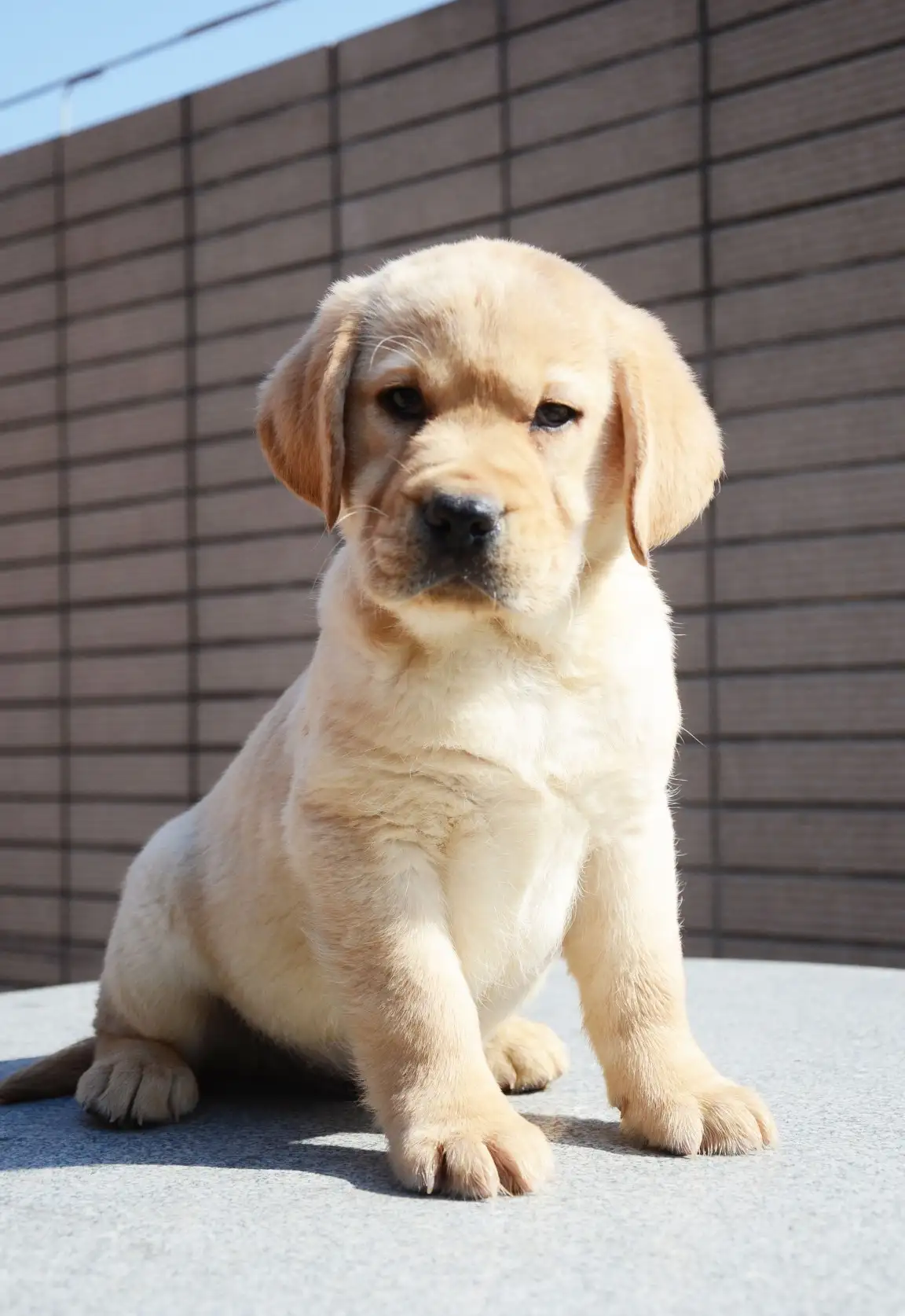 拉布拉多犬是怎么样(拉布拉多犬是怎么样的)