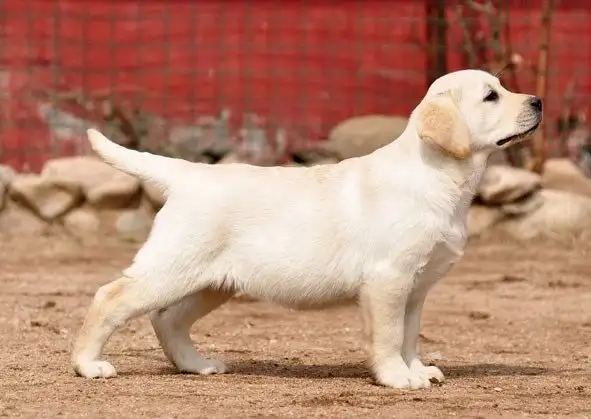 拉布拉多犬能长多大多高(拉布拉多犬可以长到多少斤)