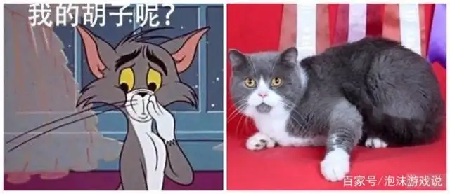 猫和老鼠猫是什么品种(猫和老鼠猫是什么品种的猫)