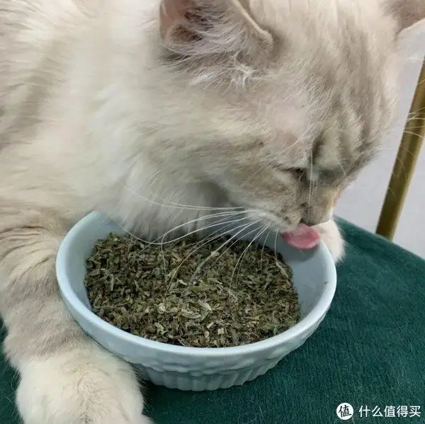 一个月的小猫能吃猫薄荷吗(一个月大的小猫能吃猫薄荷吗)