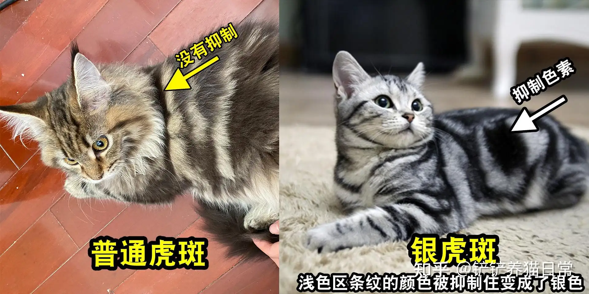 虎斑猫咪是什么品种(虎斑猫是什么品种的猫)