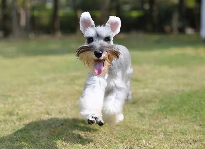 小型犬价位(小型犬价位排行)