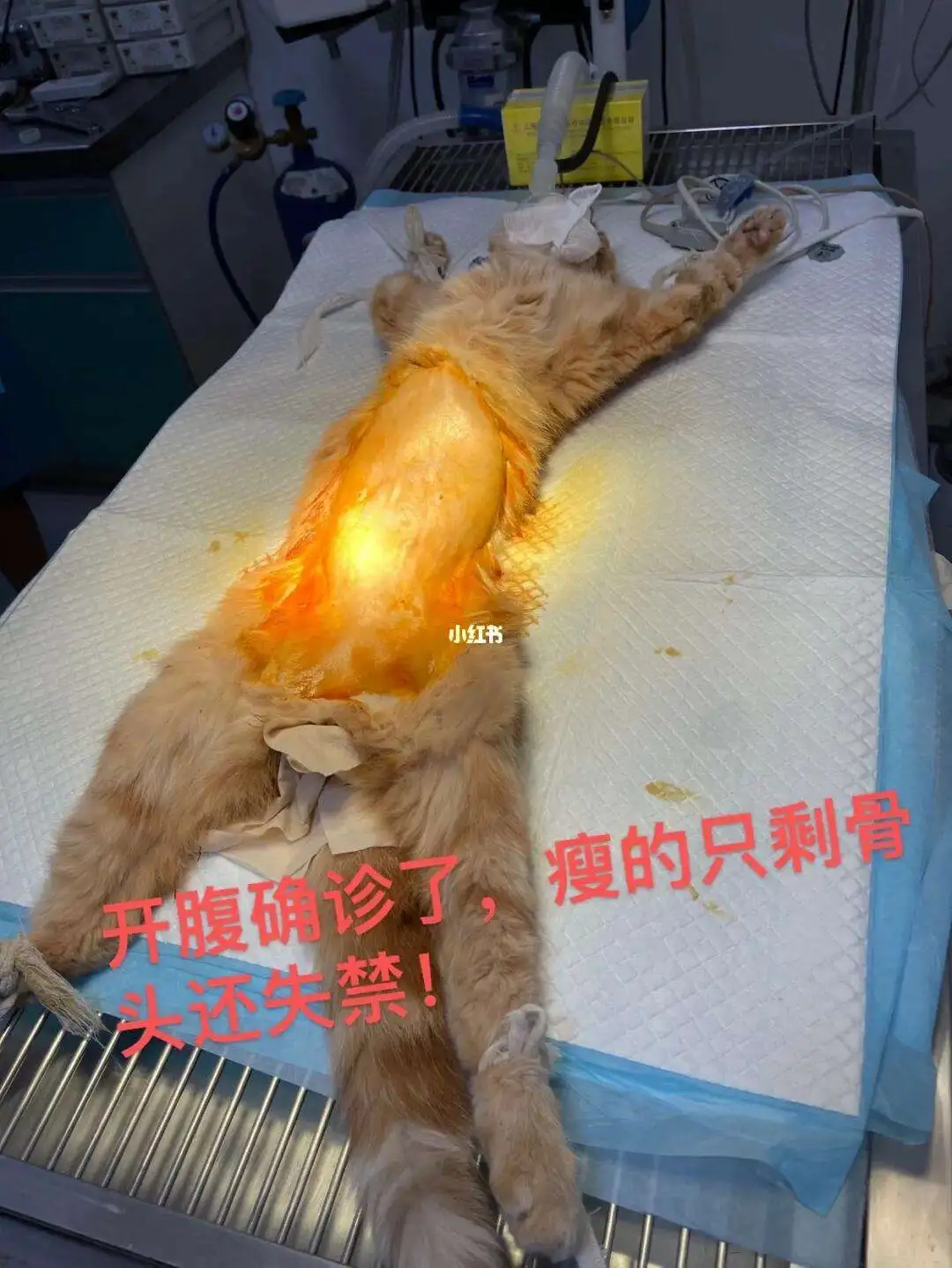 猫猫为什么会传腹(猫为什么会的猫传腹)