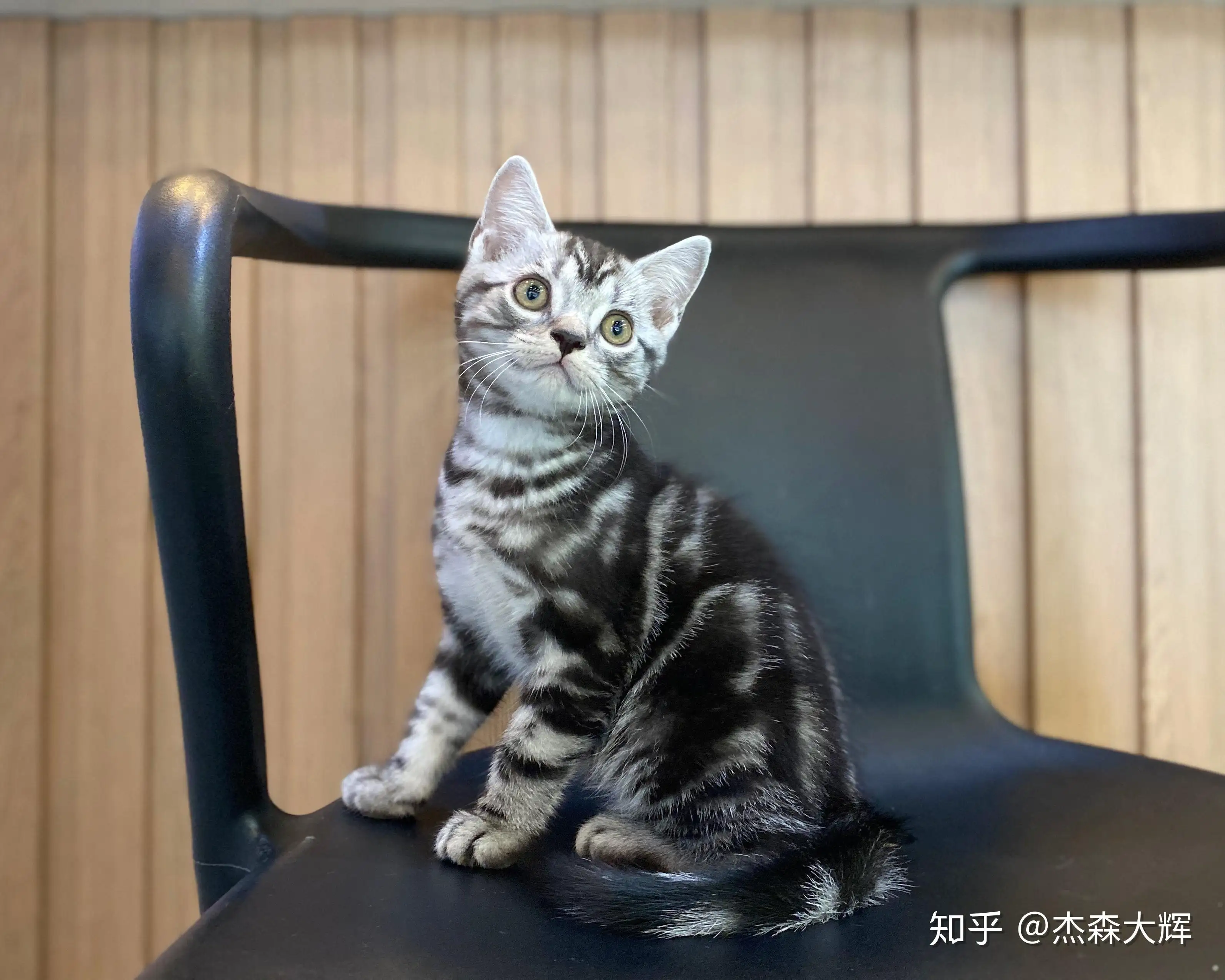 虎斑猫咪是什么品种(虎斑猫是什么品种的猫)